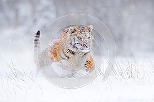 Tiger snow run in wild winter nature. Siberian tiger, Panthera tigris altaica. Action wildlife scene with dangerous animal. Cold