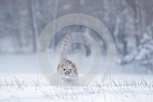 Tiger snow run in wild winter nature. Siberian tiger, Panthera tigris altaica. Action wildlife scene with dangerous animal. Cold