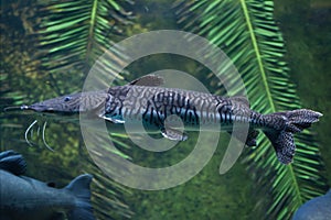 Tiger sorubim Pseudoplatystoma tigrinum