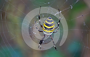 The tiger spider, also known as the wasp spider or basket spider