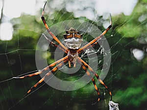 Tiger Spider Argiope argentata