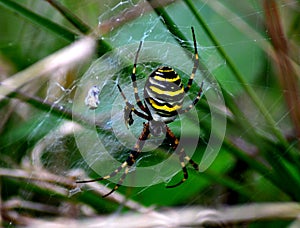 Tiger spider
