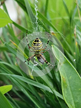 Tiger spider on its spider web in the middle of nature waiting for prey.