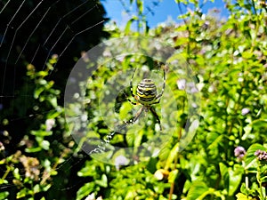 Tiger spider on its spider web in the middle of nature waiting for prey. Its natural position is to be this spider positioned