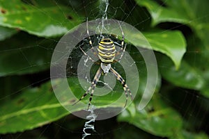 Tiger spider