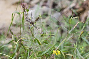 Tiger spider Scytodes globula