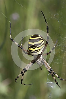 Tiger spider Scytodes globula, spider web