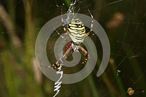 Tiger spider in web