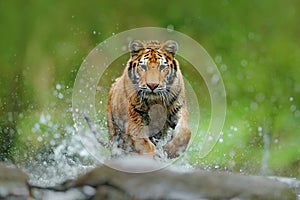 Tiger with splash river water. Action wildlife scene with wild cat in nature habitat. Tiger running in the water. Danger animal, t photo