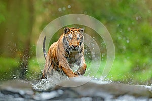 Tiger with splash river water. Action wildlife scene with wild cat, nature habitat. Tiger running in the water. Danger animal, taj