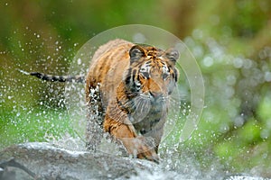 Tiger with splash river water. Tiger Action wildlife scene, wild cat, nature habitat. Tiger running in water. Danger animal, tajga