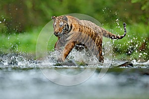 Tiger with splash river water. Tiger action wildlife scene, wild cat, nature habitat. Tiger running in water. Danger animal, tajga