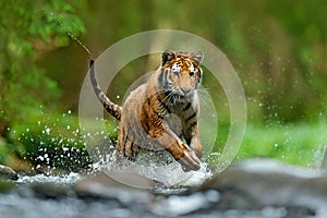 Tiger with splash river water. Tiger Action wildlife scene, wild cat, nature habitat. Tiger running in water. Danger animal, tajga