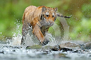 Tiger with splash river water. Tiger Action wildlife scene, wild cat, nature habitat. Tiger running in water. Danger animal, tajga