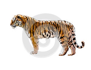 Tiger from a splash of watercolor, colored drawing, realistic