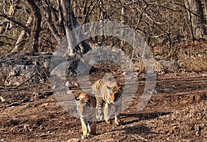 Tiger spotting in panna Tiger Reserve in Madhya Pradesh in India