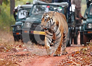 Tiger spotting on Safari photo