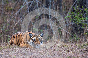 Tiger stalking