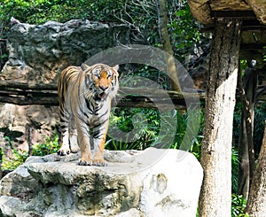 Tiger Stalking on big stone