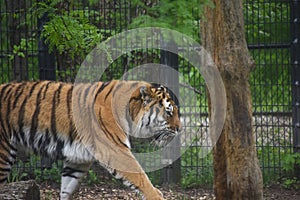 Tiger stalking near a tree