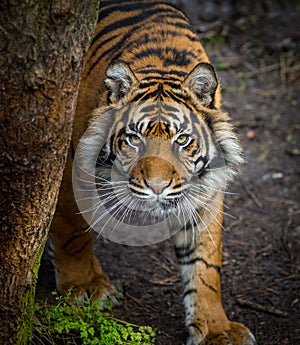 Tiger stalking prey photo