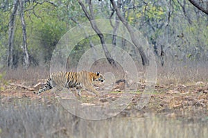 Tiger stalking on a sambar deer