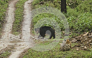 Tiger stalking on Sloat Bear in evening hours
