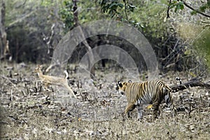 Tiger stalking on a Spotted deer