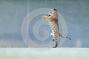 Tiger standing on back paws. Not typicall pose for big cat. Dancing tiger. Amur tiger. Panthera tigris altaica. photo