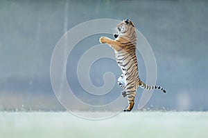 Tiger standing on back paws. Not typicall pose for big cat. Dancing tiger. Amur tiger. Panthera tigris altaica.