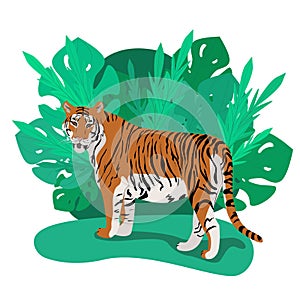 Tiger standing among thick palm leaves, wild carnivores living in the jungle, vector illustration in flat style