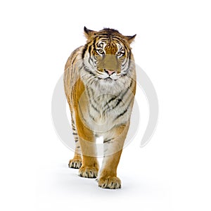 Tiger standing up