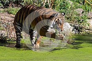 Tiger standing in water licking his paw