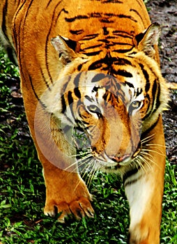 Tiger stare