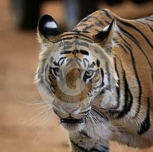 Tiger stare his prey bandhavgarh national park tiger reserve mp
