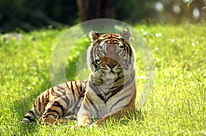 Tiger stares 01