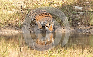 Tiger staring at Jungle safari jeep Bandipur National Park or Bandipur Tiger Reserve