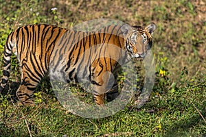 Tiger staring at Jungle safari jeep Bandipur National Park or Bandipur Tiger Reserve