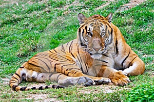 Tiger staring at you photo