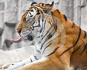 Tiger Sticking Tongue Out At Zoo