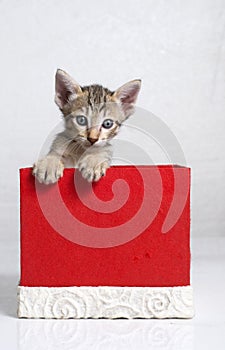 Tiger stripe kitten in a gift box