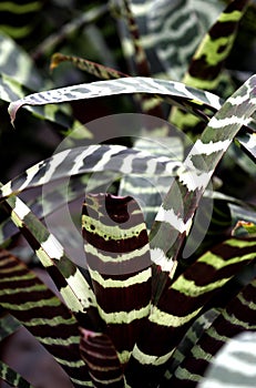 Tiger Striped Bromeliad