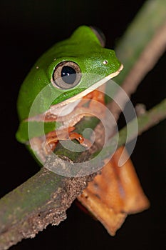 Tiger-striped Leaf Frog