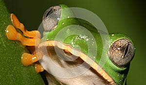 Tiger-Striped Leaf Frog, Amazonia, Ecuador