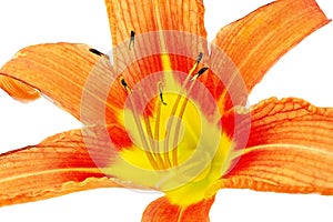 Tiger(striped) lilies on white background. Isolated