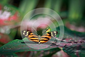 Tiger striped long winged butterfly