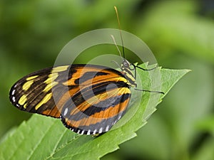 Tiger Striped Longwing Butterfly