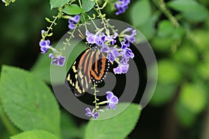 Tiger Striped Longwing butterfly