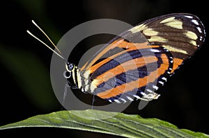 Tiger-striped longwing, heliconius ismenius