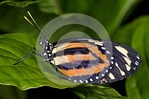 Tiger-striped longwing, heliconius ismenius